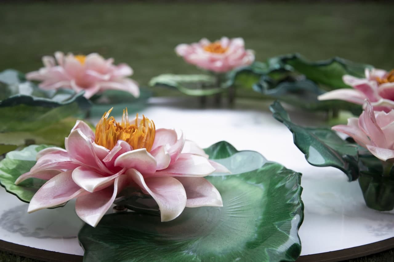 Water Lily Collection